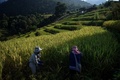 タイ北部のチェンマイにあるメーリム村の棚田（2019年11月7日撮影）。(c)Lillian SUWANRUMPHA / AFP