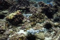 タイ・マー島沖に放された、自然保護施設で育てられたサメの子（2021年11月25日撮影）。(c)Lillian SUWANRUMPHA / AFP