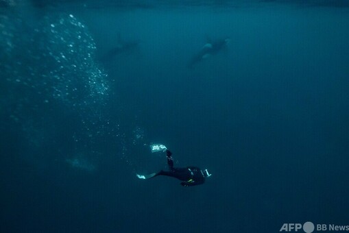 ノルウェーの北極海でシャチと泳ぐ フランス人フリーダイバー 写真16枚