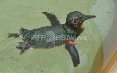 盗まれたペンギン無事水族館に戻る、オーストラリア 写真2枚 国際
