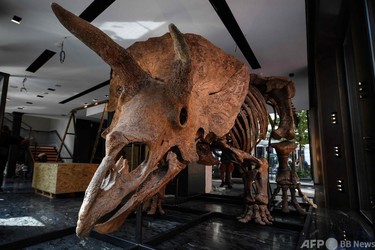 史上最大のトリケラトプス化石、8.7億円で落札 写真8枚 国際