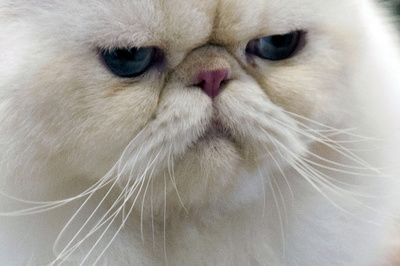 怒ったネコ、飼い主一家を「身柄拘束」 米オレゴン