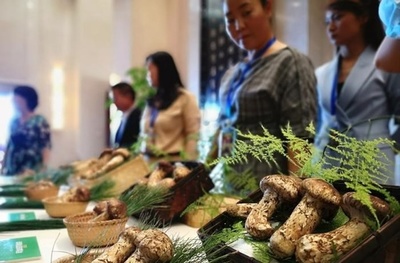 中国雲南省で「マツタケ取引大会」始まる 新型コロナで日本などへの輸出減に対応