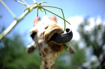 マレーシア国立動物園の動物たち