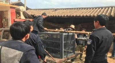 かわいい「子犬」…どんどん育って80キロに 雲南省