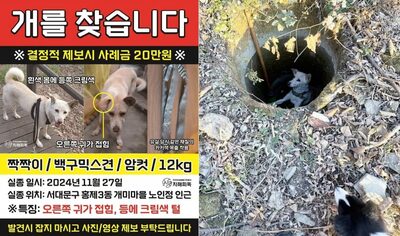 韓国・登山中に発見された白い犬…20日前に失踪した「迷い犬」と判明