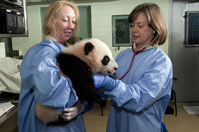 サンディエゴ動物園の赤ちゃんパンダ、どんどん成長 診察も2人がかり