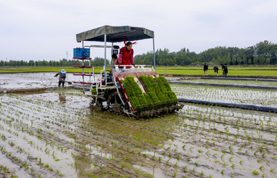 品種改良やスマート化で16年連続増産、中国の食糧生産
