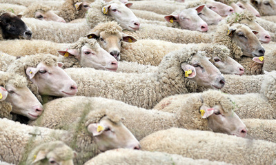 カーチェイス90分、逃走車ヒツジに捕まる ニュージーランド