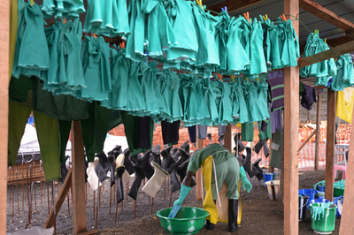 西アフリカのマラリア死者、1万1000人がエボラ余波か