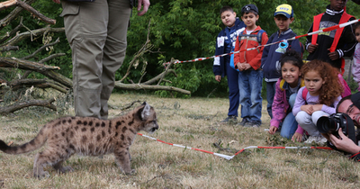 肩の上がお気に入り？赤ちゃんピューマお披露目、独動物園