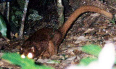 コーヒーが「絶滅危惧種」を脅かす？ WWF報告 - インドネシア