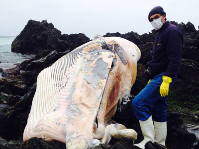 チリ北部でクジラの打ち上げ相次ぐ、昨年は南部で大量死