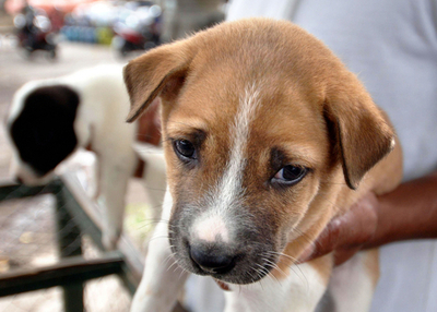飼い犬に集団予防接種へ、狂犬病対策 バリ島