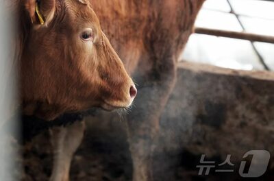 「忙しくてエサをやれなかった」…韓国・牧場で韓牛63頭が餓死