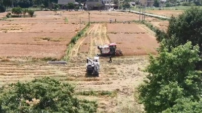 動画:中国貴州省で早生小麦の刈り入れピーク