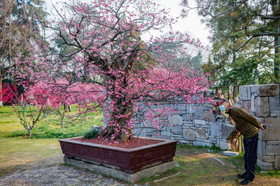 樹齢600年の「梅王」が今年も満開 中国・南京