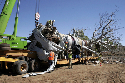 推定樹齢750年のボアブ・ツリー、3200キロ離れた場所に移植 オーストラリア