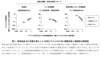 鳥インフルエンザウイルスがヒトに感染しやすくなる「初期段階」を解明