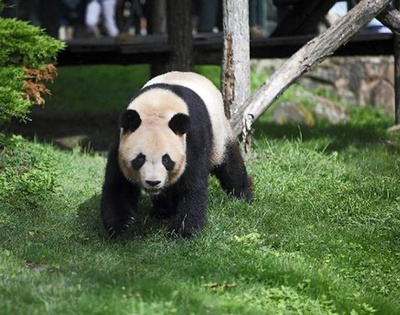 フランス生まれのパンダ「円夢」が中国へ返還 
