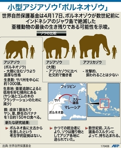 【図解】小型アジアゾウ「ボルネオゾウ」