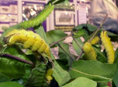 絹タンパク質で電子書籍の速度向上、台湾科学者