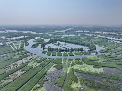 白洋淀に広がる夏の風景 中国河北省