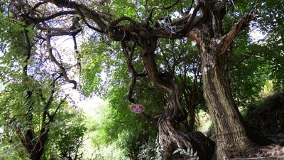 チベットで高地における樹齢最長のノブドウの木を発見