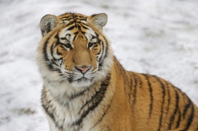 アムールトラ・アムールヒョウを守れ、中国で進む繁殖・保護計画