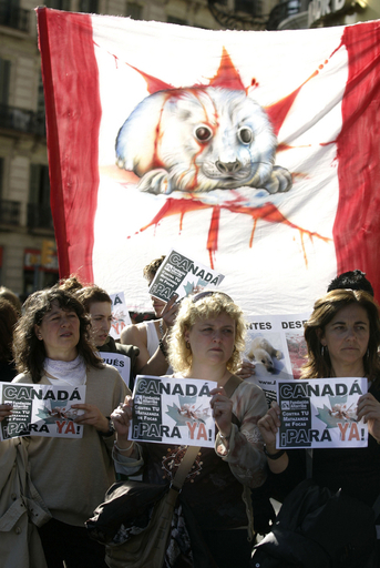 スペインでもタテゴトアザラシ狩猟に抗議デモ