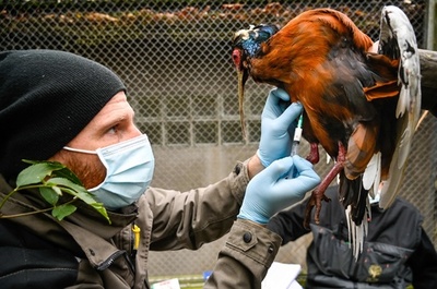 じっとしてて！ 仏動物園、鳥にワクチン投与 鳥インフルに警戒
