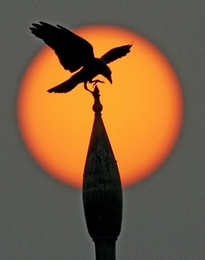 カラスの賢さ想像以上、覚えた顔を仲間にも伝える力　米研究