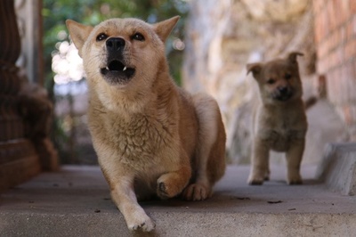 中国語で「狗堅強」とは「ガンバル犬」のこと ルーツは日本の犬？