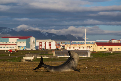 観測基地の野生動物 南極地域の「荒涼諸島」