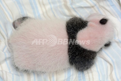 白黒模様もはっきり 台湾の赤ちゃんパンダの最新写真 写真2枚 ファッション ニュースならmode Press Powered By Afpbb News