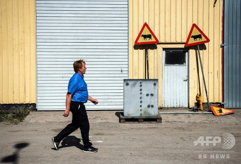 受刑者の更生に牛が一役、スウェーデンの農場刑務所