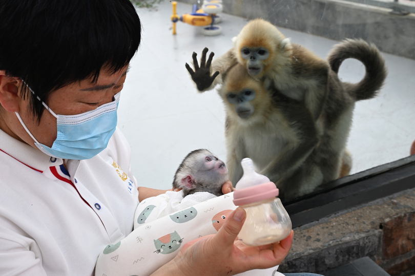 中国河南省の動物園で四川キンシコウの赤ちゃん２匹誕生