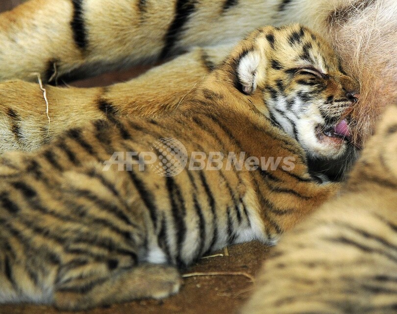 ベンガルトラの赤ちゃん3匹 パラグアイの動物園で生まれる 写真5枚 国際ニュース Afpbb News