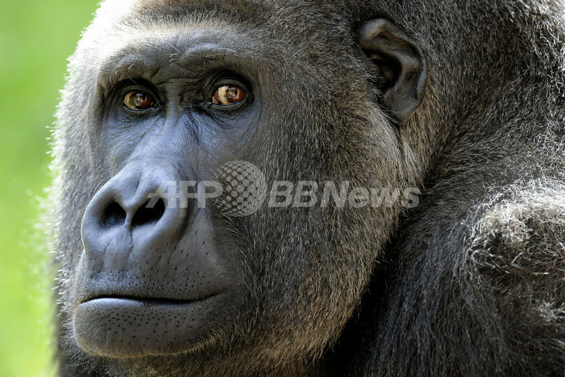 ドイツ 動物園のパパゴリラに5匹目の赤ちゃん誕生 写真6枚 国際ニュース Afpbb News