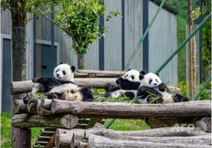 美しい自然や野生動物が帰ってきた 中国の 国家公園 試行区 写真1枚 国際ニュース Afpbb News