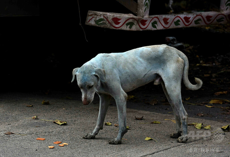 子ども3人が野犬に襲われ死亡 村人が報復として13頭殺す インド 写真1枚 国際ニュース Afpbb News