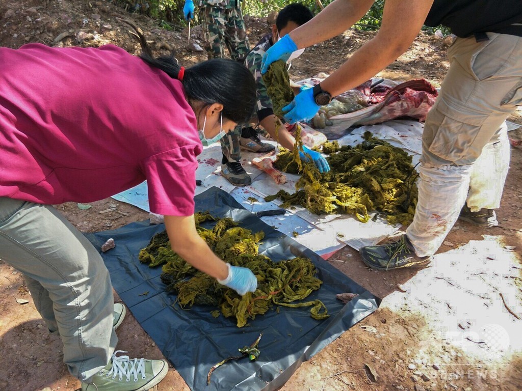 野生のシカの胃から7キロのごみ レジ袋や下着など タイ 写真8枚 国際