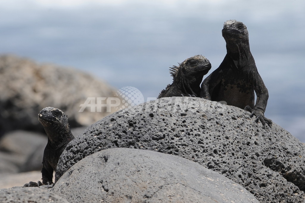 ガラパゴスを危機遺産から削除 保護努力を評価 ユネスコ 写真1枚 国際ニュース Afpbb News