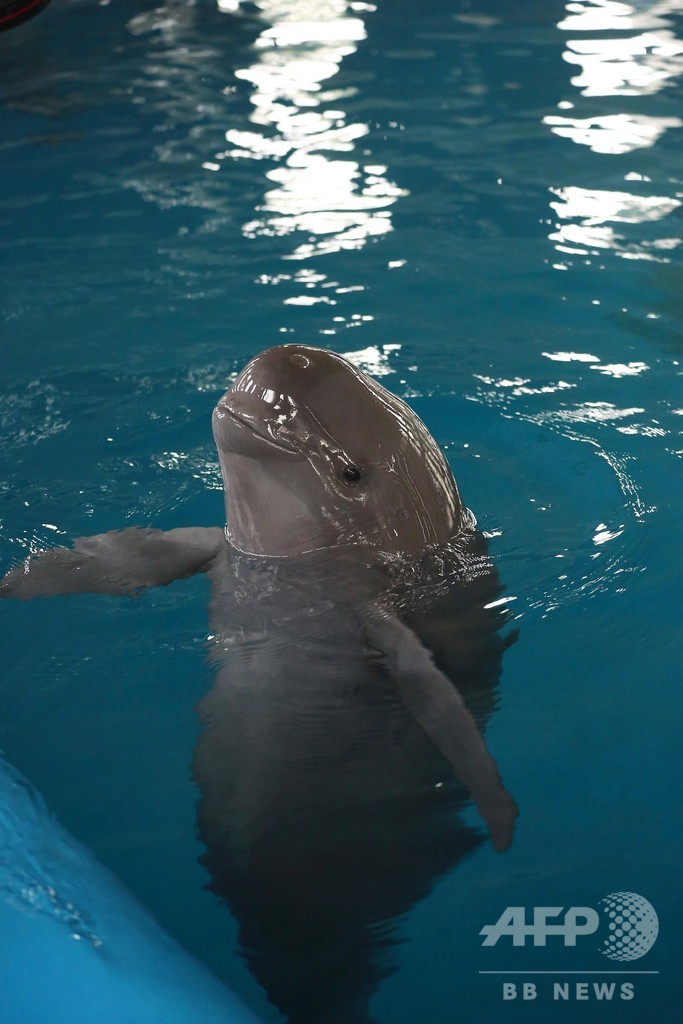 長江のスナメリ14頭 水族館に移送へ 是非をめぐり論争 写真1枚 国際ニュース Afpbb News