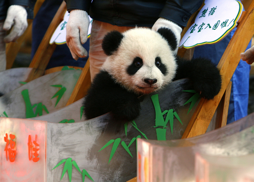18頭の子パンダ、みんなそろって「パンダ幼稚園」に入園 - 中国 写真7