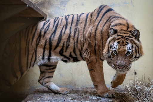 ポーランドで保護されたトラ9頭、受け入れ先の動物園で徐々に回復中