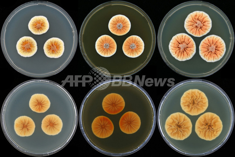 オレンジ色のカビ菌 オランダ皇太子にちなんで名付け 写真1枚 国際ニュース Afpbb News