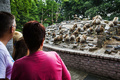 オランダ東部エメン（Emmen）のエメン動物園（Emmen Zoo）で、集団で奇妙な行動を見せるマントヒヒたち（2013年7月31日撮影）。(c)AFP/ANP/VINCENT JANNINK