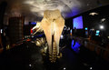 米ニューヨーク（New York）のアメリカ自然史博物館（American Museum of Natural History）では23日から、クジラの特別展「Whales: Giant of the Deep（クジラ：深海の巨大生物）」が始まる。クジラに関する最新の研究結果や、人類の文化にクジラが果たしてきた中心的役割などを紹介する。開催は来年1月5日まで。

写真は、20日に行われた内覧会の様子（2013年3月20日撮影）。(c)AFP/EMMANUEL DUNAND