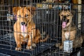 タイ・バンコクの郊外にある野良犬の保護施設に到着した犬（2020年4月6日撮影）。(c)Mladen ANTONOV / AFP